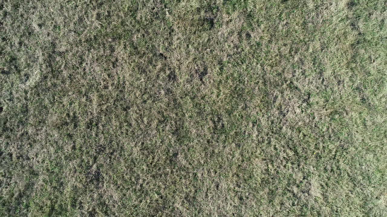 acento aéreo y revelación de grandes canguros saltando fuera del marco que muestra a la mafia con espacio de copia