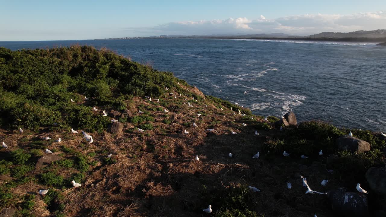 Seagulls on a Rocky Coastal Outcrop