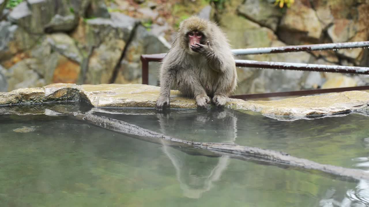 Lonely young japanese snow monkey - macaque sitting on rocky platform playing with hot spring water in Jigokudani Park in Nagano in Japan. Wild native snow monkey testing the water.