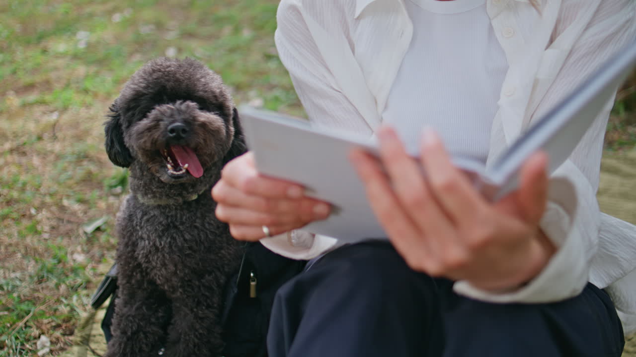 Playful dog jumping woman bag at park closeup. Cute black furry poodle playing