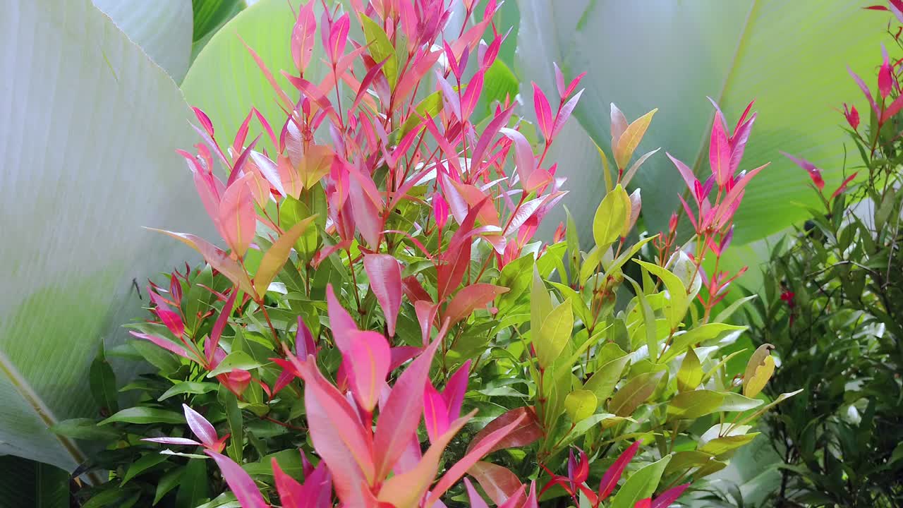 가을 야생 블루베리 덤불의 붉은 잎