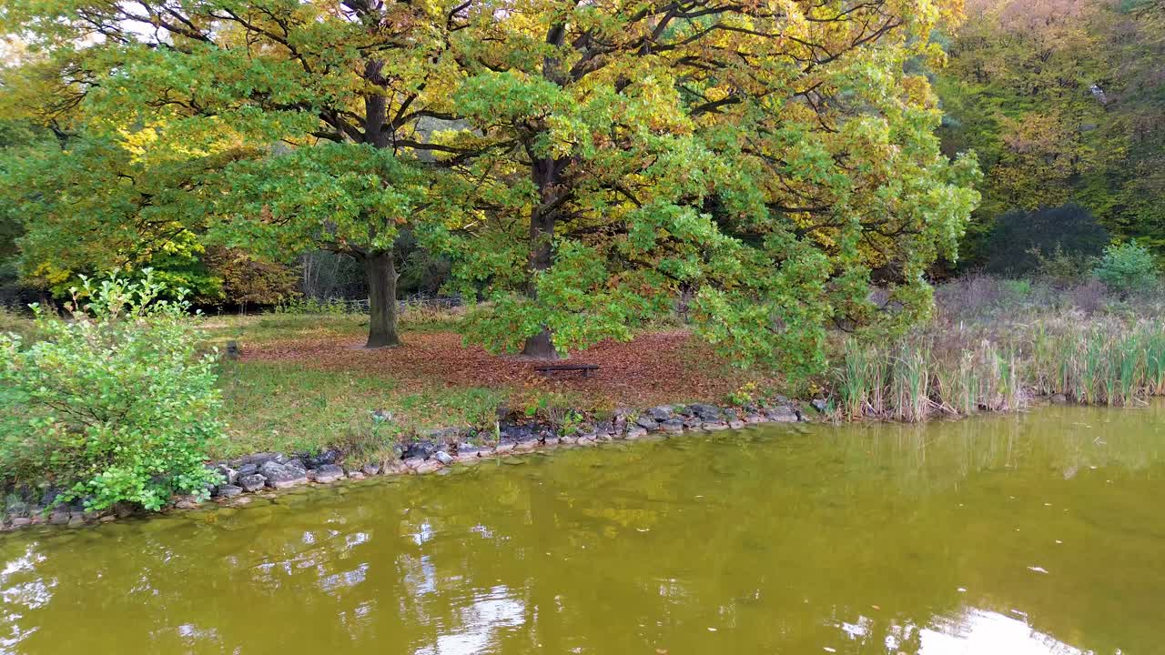 카메라는 천천히 연못 연안에 자라는 큰 나무에서 멀어지고 가을에 초록색으로 변합니다.