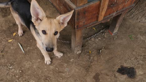 perro pastor alemán de pie encadenado a un poste de madera