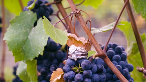 two wedding rings sitting on top of a bunch of purple grapes in a vineyard