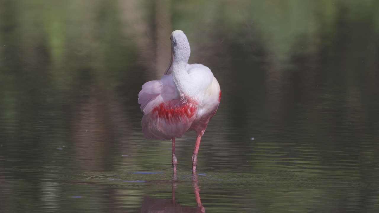로제트 스빌 (roseate spoonbill) 은 플로리다 습지에서 털을 고 수염을 물에 잠기고 있다.