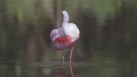 Roseate-Spoonbill-grooming-feathers-and-dipping-beak-in-water-in-Florida-wetland