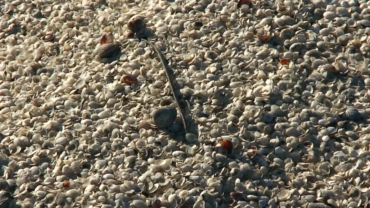 수백만 개의 작은 조개껍질은 카자흐스탄이나 우즈베키스탄의 아랄 해라는 생태 재앙을 보여줍니다.