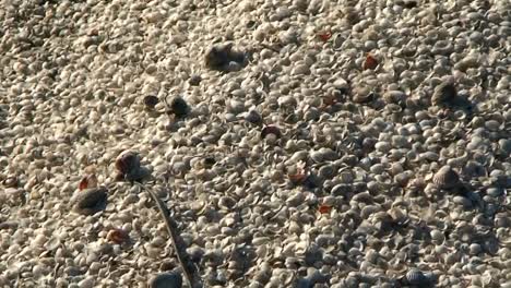 millions of tiny seashells illustrate the ecological disaster that is the aral sea in kazakhstan or uzbekistan