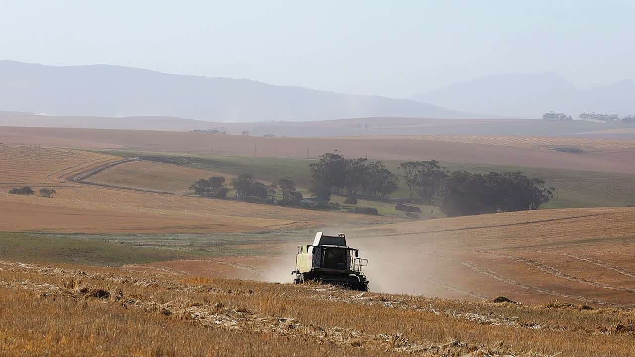 Combine harvester collects windrows of wheat in field for threshing