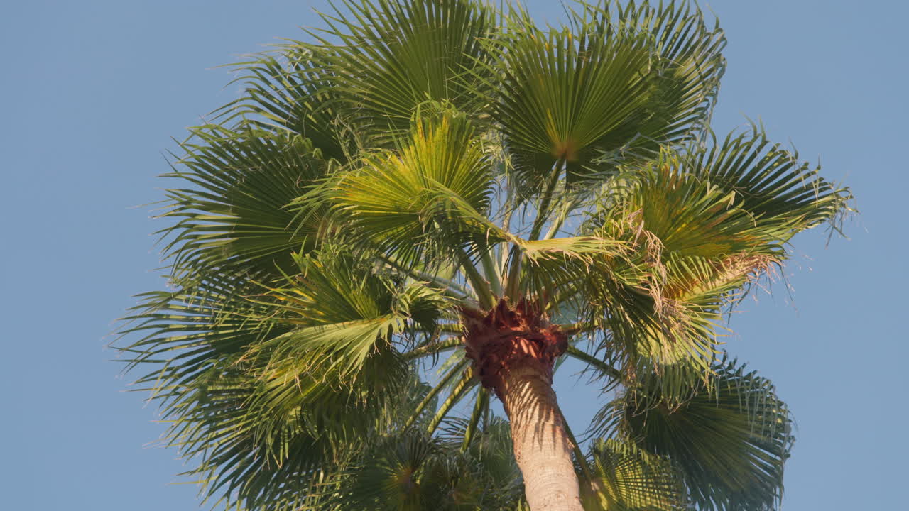 Fronde di palma che ondeggiano dolcemente contro un cielo azzurro e limpido