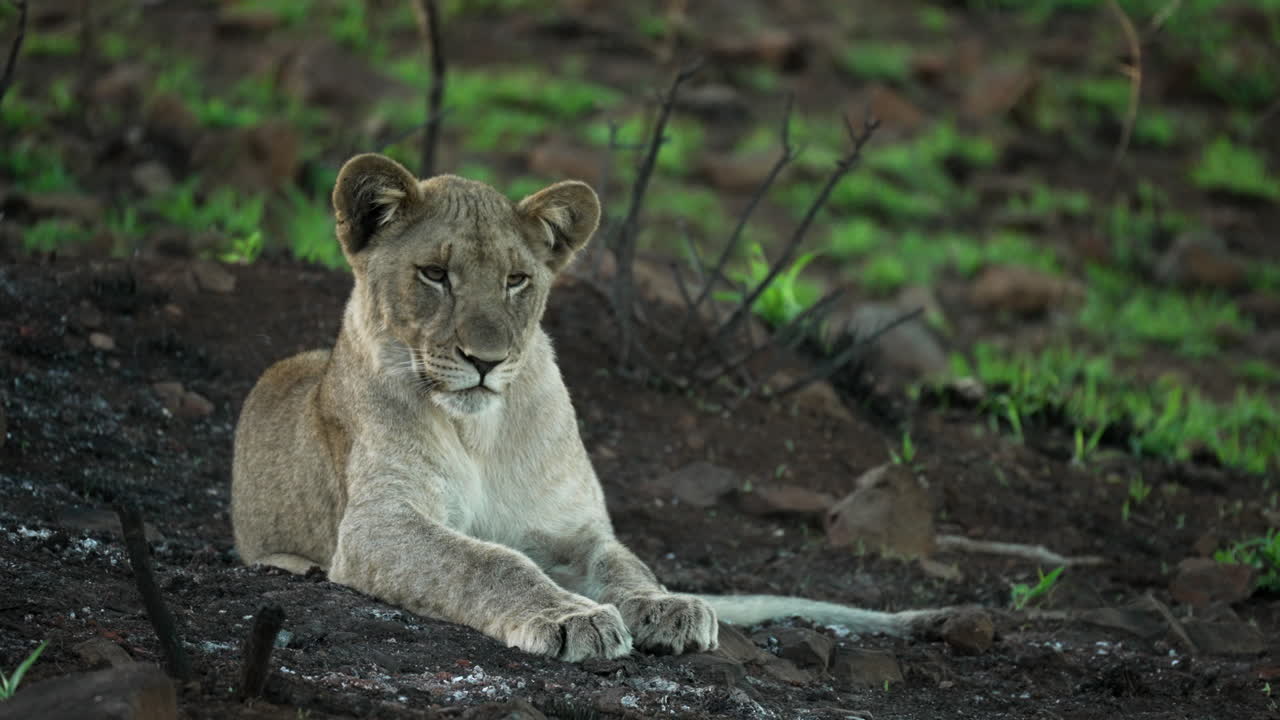 jonge leeuwinnenwelp die in het vuil ligt te onderzoeken en te luisteren naar de afrikaanse struik, in een semi-aride landschap in de lente vanuit een middelgroot breed schot