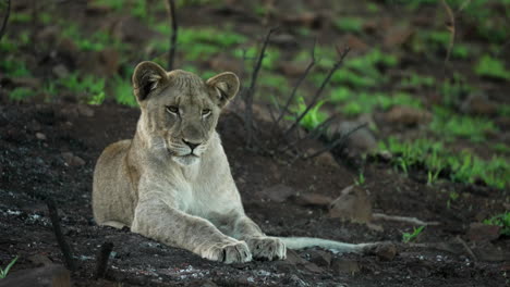 Joven-Cachorro-De-Leona-Tendido-En-La-Tierra-Inspeccionando-Y-Escuchando-El-Arbusto-Africano,-En-Un-Paisaje-Semiárido-Durante-La-Primavera-Desde-Un-Plano-Medio-Ancho