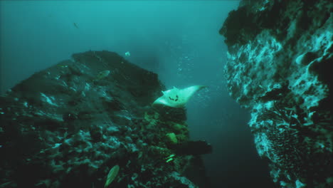 manta ray gliding through vibrant underwater rock formations