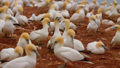 northern gannet bird greeting partner returning to nest with beak clashing, quebec