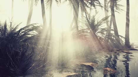 palmeras de coco en la profunda niebla de la mañana