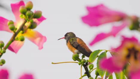 hummingbird perched on a branch surrounded by colorful blooming flowers