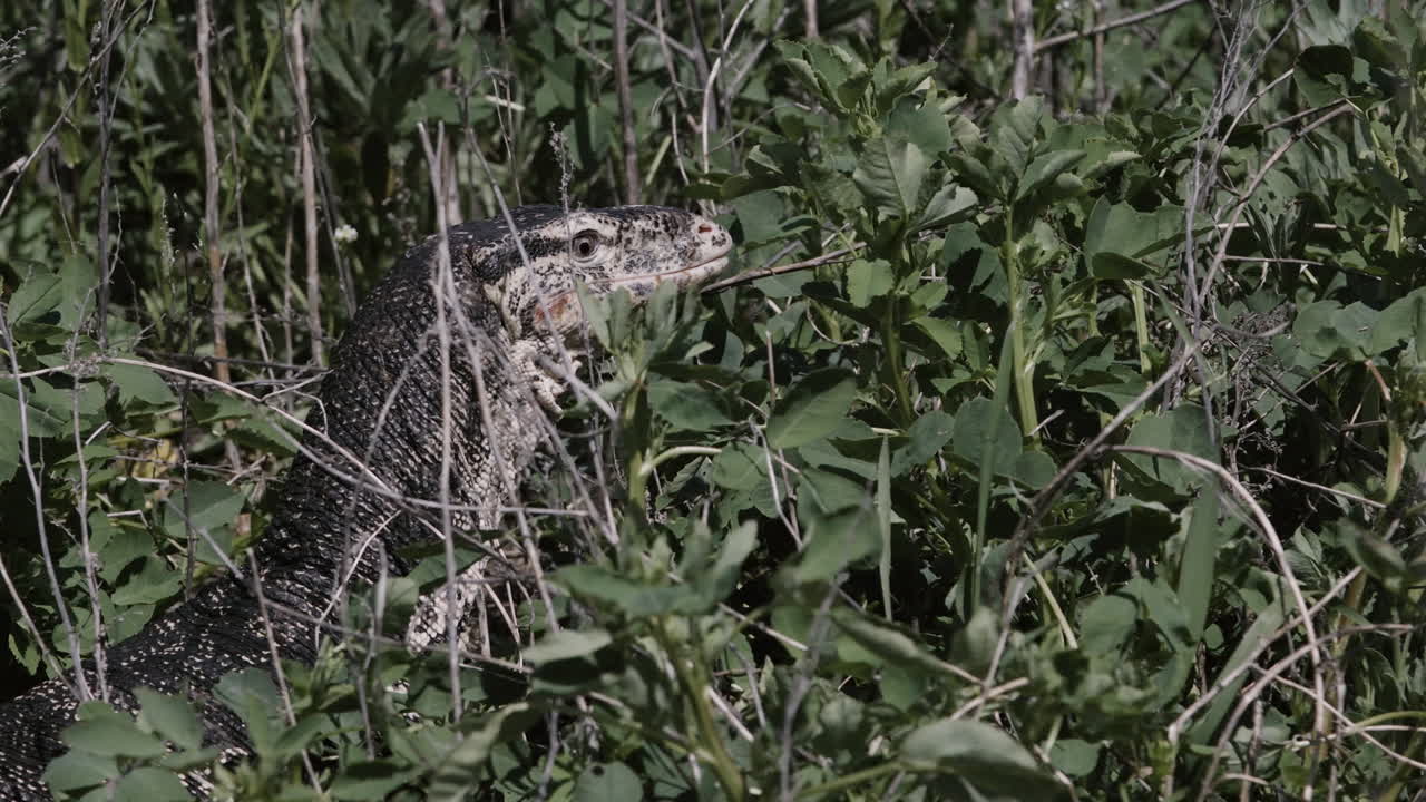 lagarto monitor de agua asiático en el bosque