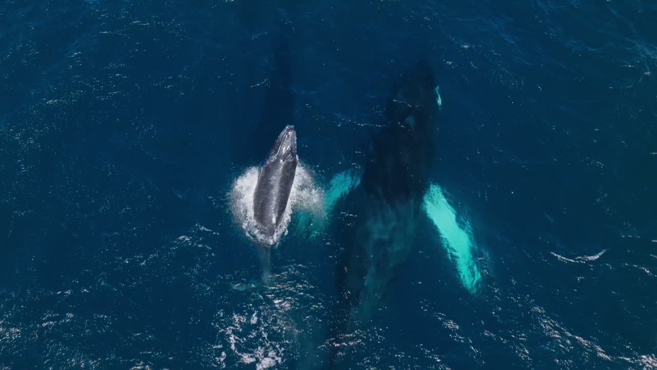 Humpback whale calf swims and breaches next to its mom, Samana Bay