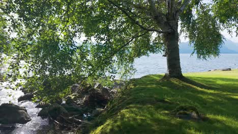 a small stream going towards the blue open sea in lions bay, with the sun shinning through the lush green trees