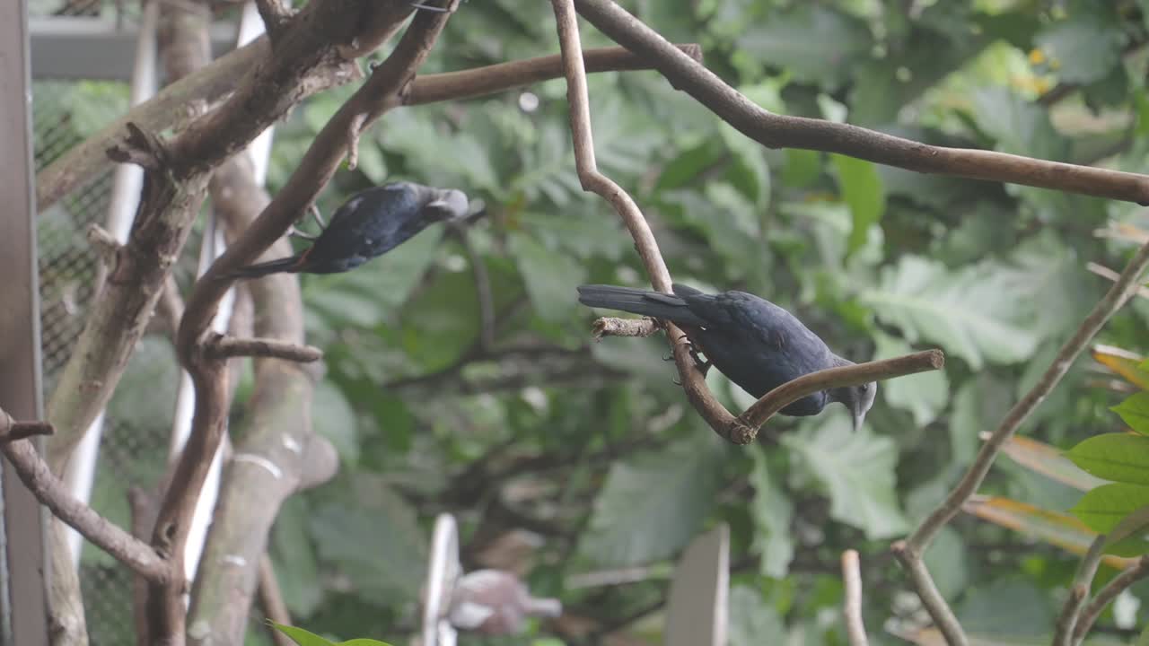 가지 위의 새들