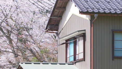 Zoom-out-shot-of-a-typical-local-Japanese-detached-house-with-many-sakura-trees-and-overhead-power-lines-in-the-background,-during-sakura-season-in-Kanazawa,-Japan