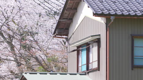 日本の金沢の桜の季節に、背景に多くの桜の木と架空送電線を持つ典型的な日本の地元の一戸建て住宅のズームアウトショット