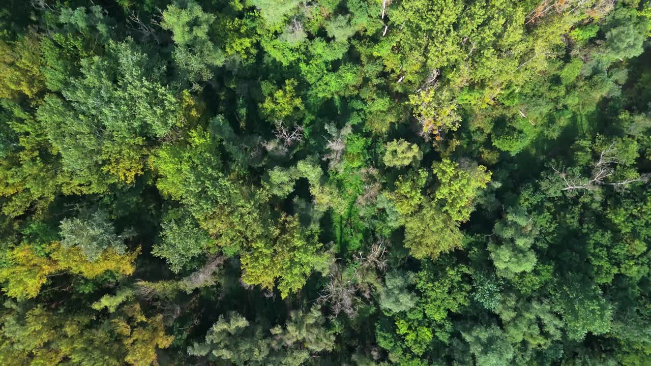 Green lush forest and trees from an aerial tilt-down perspective near Sárospatak in Hungary