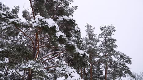 La-Foto-Del-Paisaje-Nevado-Del-Bosque-De-Pinos-Con-Muebles-De-Exterior-En-Invierno