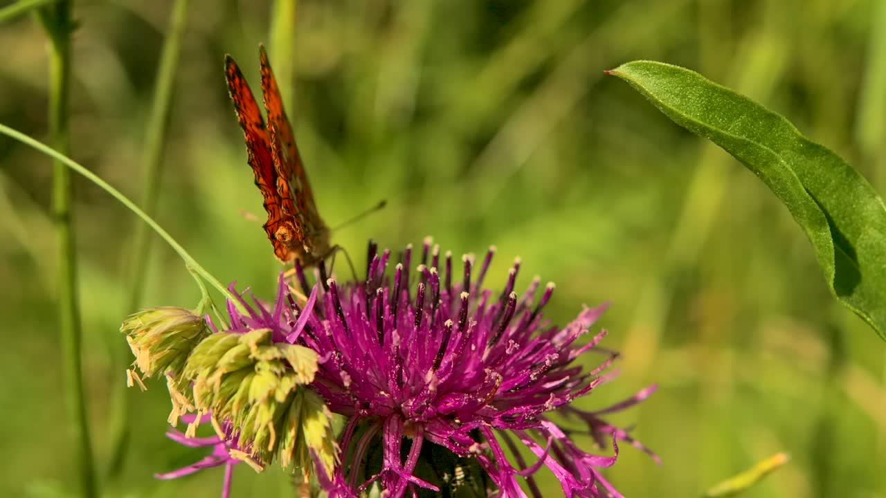 mariposa naranja en una flor púrpura