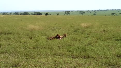 Young-lion-eating-ribs-of-prey-while-other-two-lions-rest-and-wait