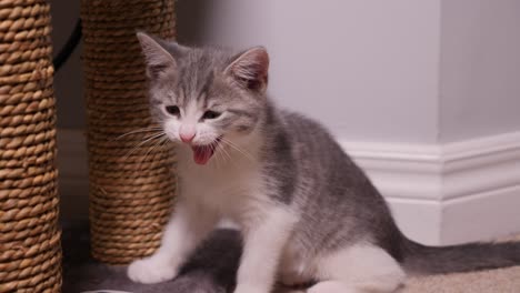 Little-Silver-Kitten-Cat-Yawn