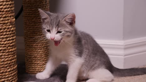 小さな銀色の子猫猫のあくび