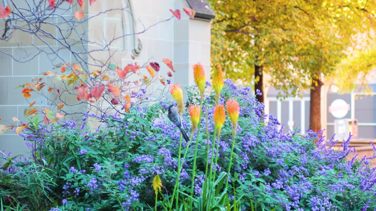 도시 환경에서 꽃과 상호 작용하는 새