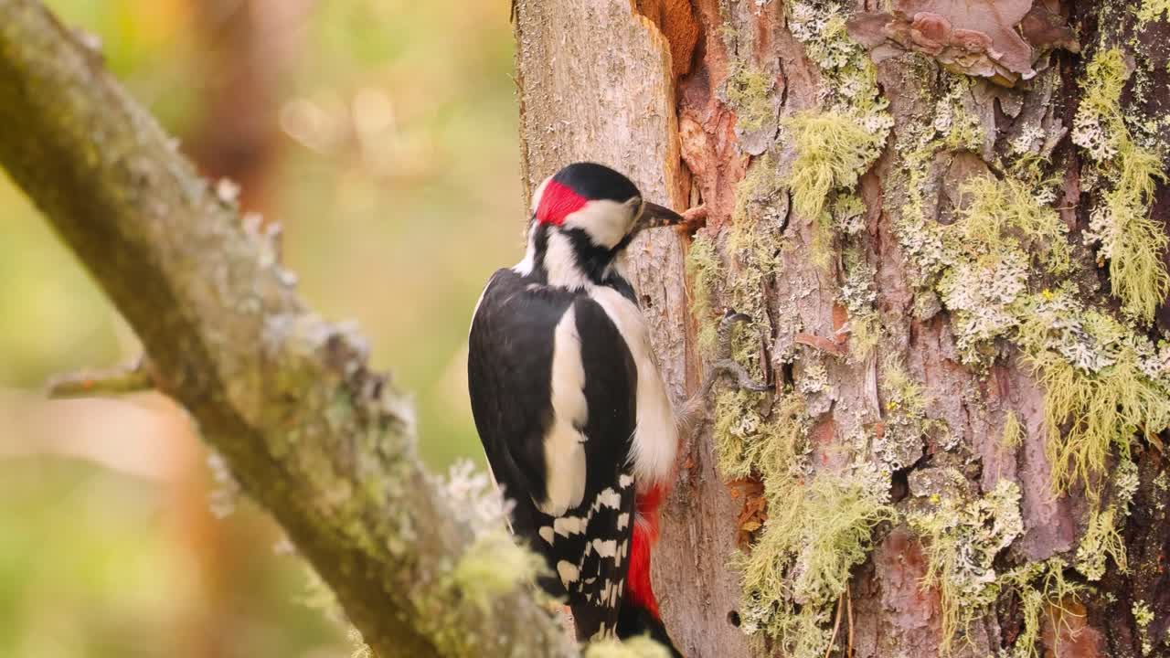 gran pájaro carpintero manchado en un árbol en busca de comida. gran carpintero manchado (dendrocopos major) es un carpintero de tamaño mediano con plumaje negro y blanco y una mancha roja en la parte inferior del vientre
