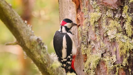 Great-spotted-woodpecker-bird-on-a-tree-looking-for-food.-Great-spotted-woodpecker-(Dendrocopos-major)-is-a-medium-sized-woodpecker-with-pied-black-and-white-plumage-and-a-red-patch-on-the-lower-belly