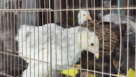 pollos en una jaula en un mercado