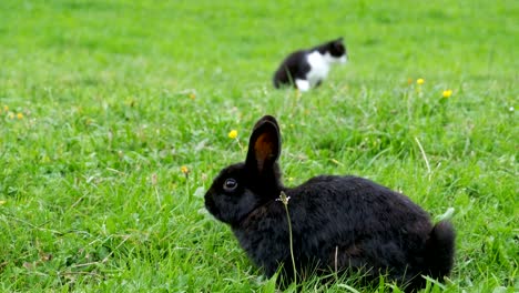 black rabbit and a cat sitting on the green lawn in the alpine mountains