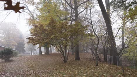 Ein-Blatt-Fällt-Langsam-Vor-Einem-Hartriegelbaum-Mitten-Im-Herbst