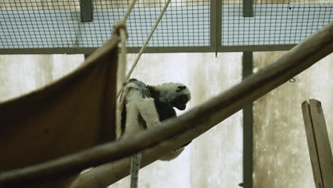 baby lemur inside a zoo