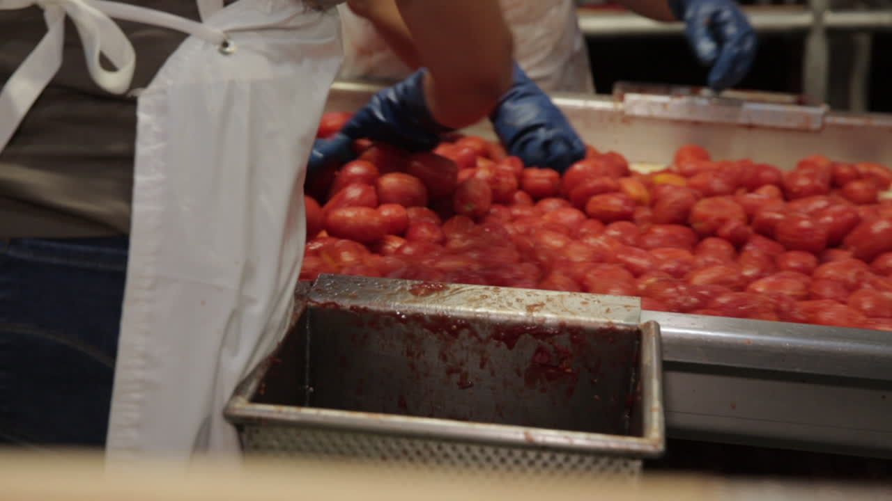 토마토 생산 라인: 공장에서 가공된 토마토, 미국