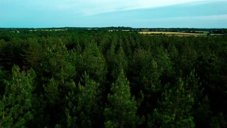 Green-conifer-forest-tops-and-blue-sky-of-endless-flatlands,-aerial-ascend-view