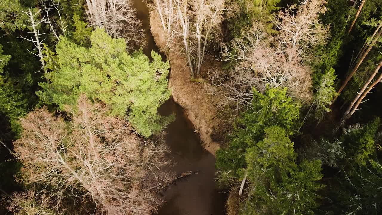 vista aérea de pájaro del valle del río riva en el soleado día de primavera, espeso bosque de altos árboles siempreverdes, ubicación remota intacta, disparo de drone ascendente de gran angular