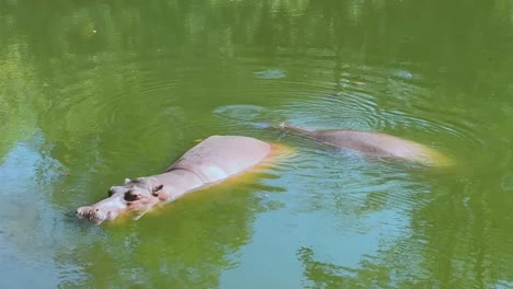 hippopotamus leisurely swims in green water