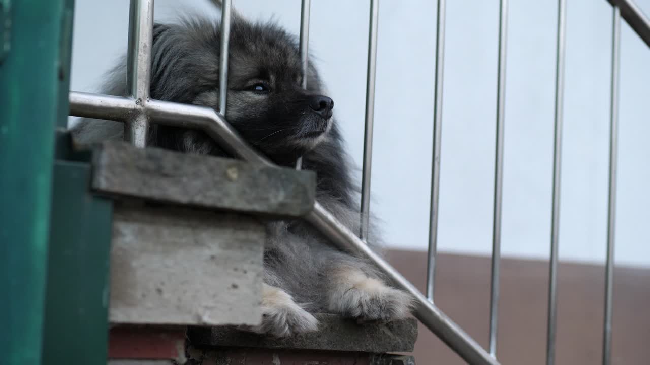 el hocico del perro está entre la barandilla