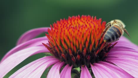 honey bee collects pollen from a purple and orange cone flower