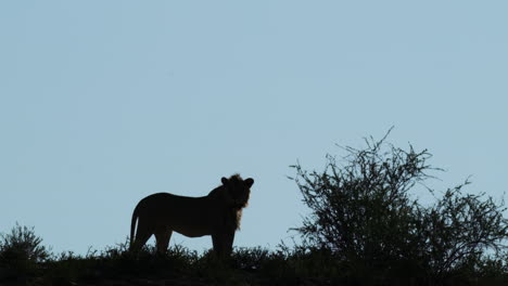 silhouette of lion in african savanna at dusk - wide shot