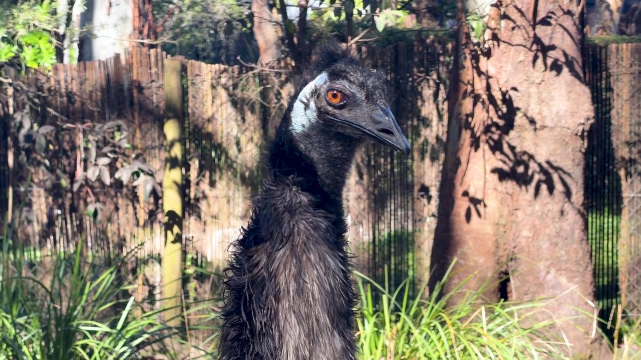 Primo piano di un emù che muove la testa e osserva l'ambiente circostante a Sancrox, Australia