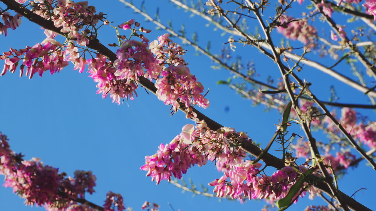 Close up the beauty of nature as a plum flower branch sways in the wind
