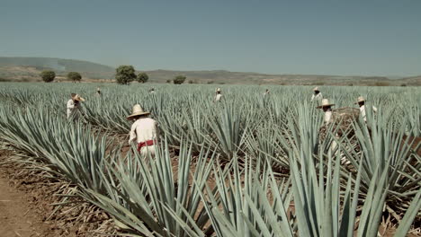 jimador cutting agave pineapple in the city of tequila, jalisco, mexico