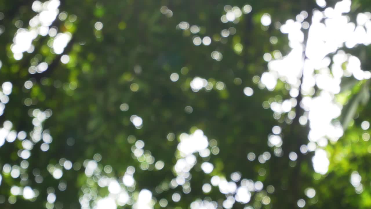 여름 낮에 나무를 통해 햇빛으로 나무 잎의 초점 기술의 흐릿함